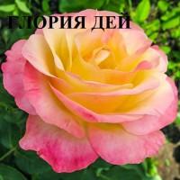 Продаю саженцы роз, закрытая корневая