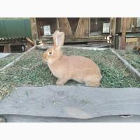 Продам кроликівв Бургундія, Калифорнія, Фландр, Строкач