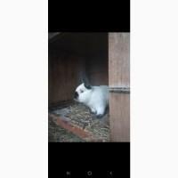 Продам кроликівв Бургундія, Калифорнія, Фландр, Строкач