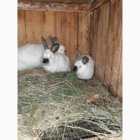 Продам кроликівв Бургундія, Калифорнія, Фландр, Строкач