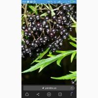 КУПИМ ягоду БУЗИНЫ. СУХУЮ.Работаем с населением и оптовиками