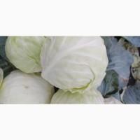 Продам капусту другого сорту