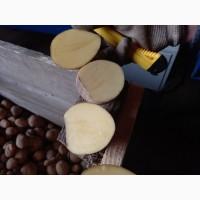 Продам картофель Таисия