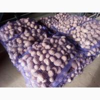 Продам картофель Таисия