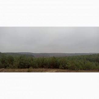 Продам новорічні сосни