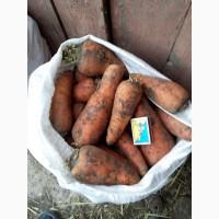 Продам Морковку сорт Шантане Ред Коред