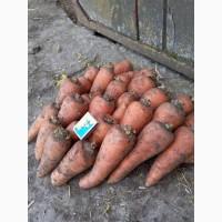 Продам Морковку сорт Шантане Ред Коред