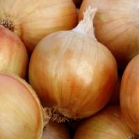 Лук-севок Бургос 10 кг