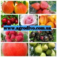 Саженцы деревьев, кустарников, розы в питомнике agrodivo. com.ua