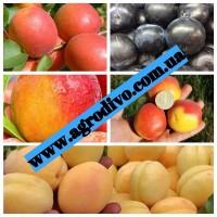 Саженцы деревьев, кустарников, розы в питомнике agrodivo. com.ua