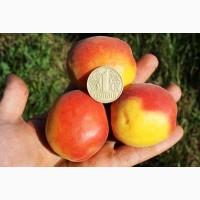 Саженцы деревьев, кустарников, розы в питомнике agrodivo. com.ua