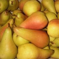 Саженцы деревьев, кустарников, розы в питомнике agrodivo. com.ua