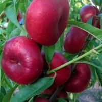 Саженцы деревьев, кустарников, розы в питомнике agrodivo. com.ua