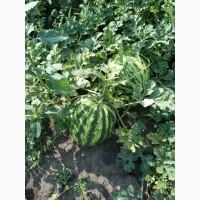 Продам Арбуз, сорт Продюсер, от 6 до 15 кг