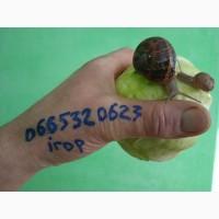 Продам улитки Helix Aspersa Muller(Мюллер)Икра, малек, маточное стадо опт и розница