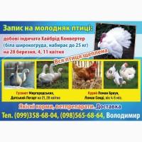 Молодняк птиці