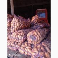 Продам картоплю посадкову