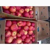 Продам якісні яблука різних сортів