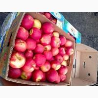 Продам якісні яблука різних сортів