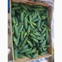 Огурец / Огірок