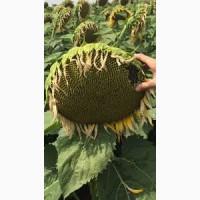 Покупаем семечку. Новый Урожай