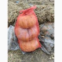 Продам гарбуз мускат де прованс
