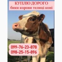 Дорого куплю корів биків телиць