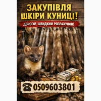 Куплю шкіри шкури куниці, кроля, видри, зайця, бобра та струю