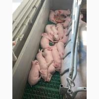 Продам свинок F1