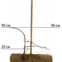 Саджанці ожини Кіова - 2-річний