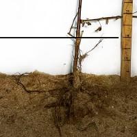 Саджанці ожини Кіова - 2-річний