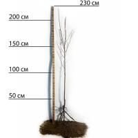 Саджанці диплоїдної сливи Блю Кармен - 2-річний