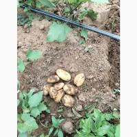 Продам молоду картоплю