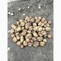 Продам молоду картоплю