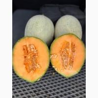 Продам диню