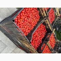 Продаю помідор сливка Брісколіно. ТОРГ