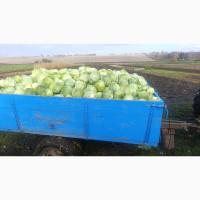 Капуста пізня до 10 тон