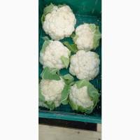 Продам цветную капусту