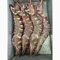Wholesale seafood supplier Mauritania fishing coast Nouadhibou fishing harbor Nouakchot