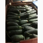 Огірок свіжий сезонний оптом, попередні заявки, Закарпатська обл., гуртові партії