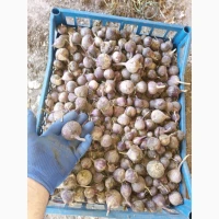 Часник та Цибуля однозубка воздушка