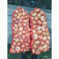 Часник та Цибуля однозубка воздушка