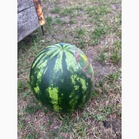 Продам арбуз