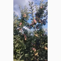 Продам гарне яблуко