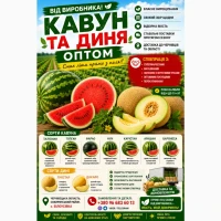 Кавун оптом з поля