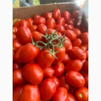 Продам помідор сливка