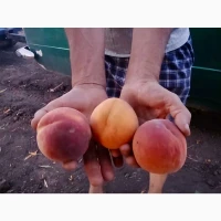 Продам персик оптом від виробника, Одеська область, 20-30 грн/кг