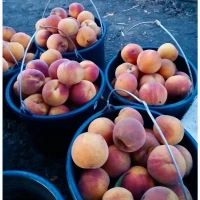 Продам персик оптом від виробника, Одеська область, 20-30 грн/кг