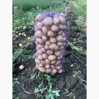 Продам посадкову рівʼєру друга репродукція