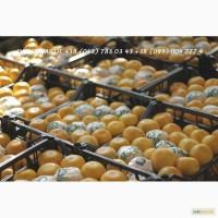Фрукты и овощи оптом по всей Украине